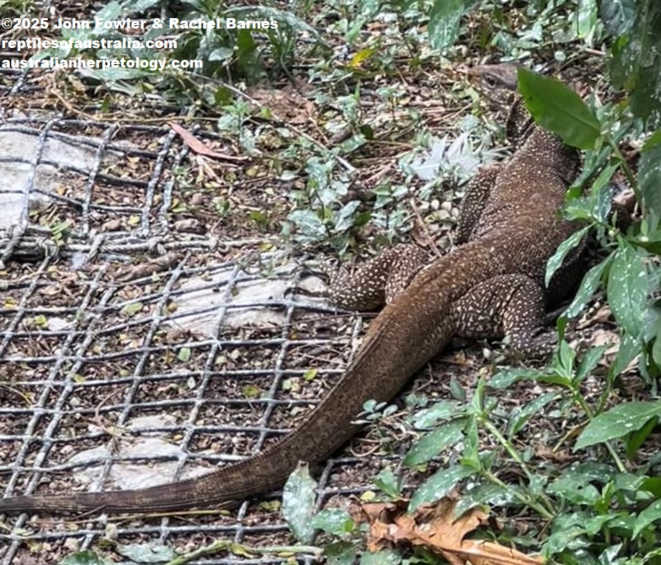 This wild Clouded Monitor (Varanus nebulosus) was photographed wandering through the National Zoo of Malaysia (Zoo Negara)