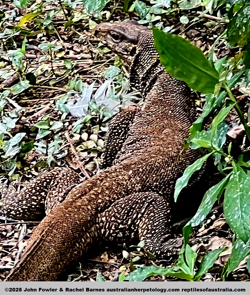 This wild Clouded Monitor (Varanus nebulosus) was photographed wandering through the National Zoo of Malaysia (Zoo Negara)