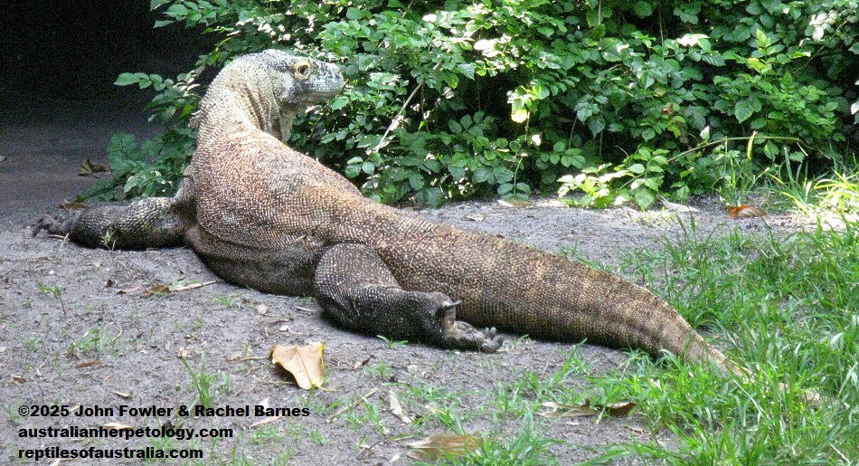 Komodo Dragon (Varanus komodoensis)