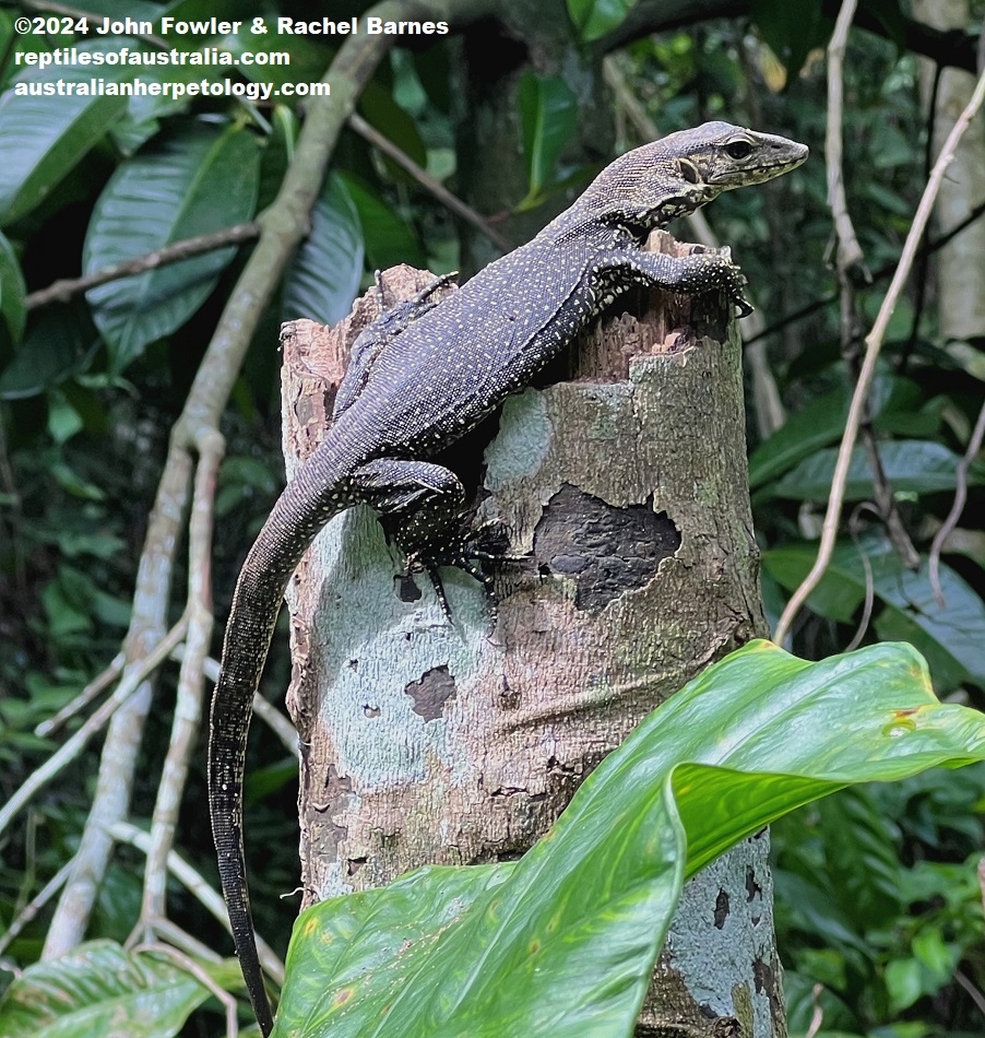 Baby Clouded Monitor (Varanus nebulosus) photographed in Singapore