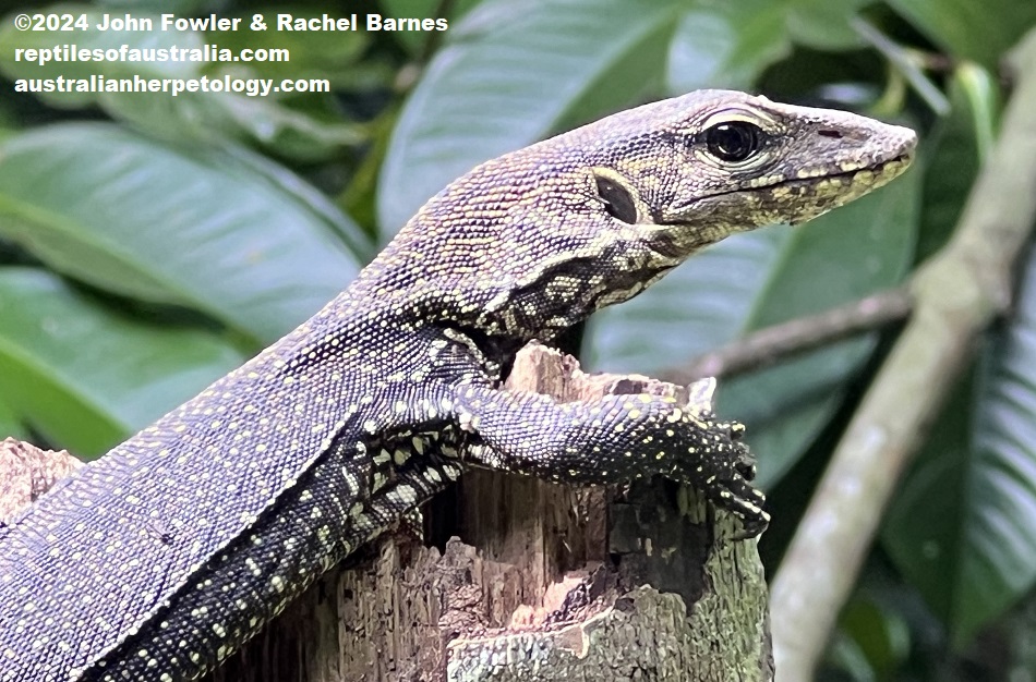 Baby Clouded Monitor (Varanus nebulosus) photographed in Singapore