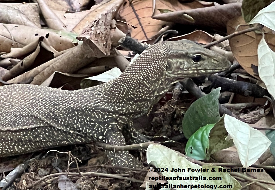 A half grown Clouded Monitor (Varanus nebulosus) photographed in Singapore