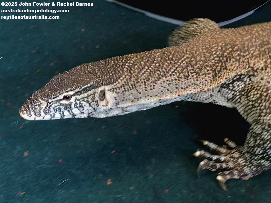 Nile Monitor (Varanus niloticus) photographed at the Knaresborough Exotic Rescue Centre - Animal Shelter (UK)