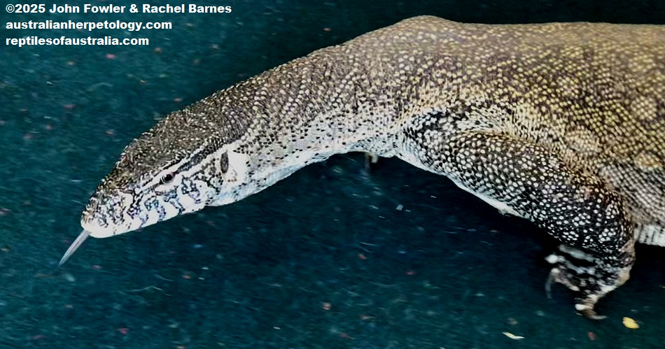 Nile Monitor (Varanus niloticus) photographed at the Knaresborough Exotic Rescue Centre - Animal Shelter (UK)