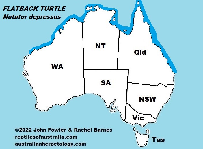 The distribution map above shows where the Flatback Turtle (Natator depressus) has been found most commonly around Australia