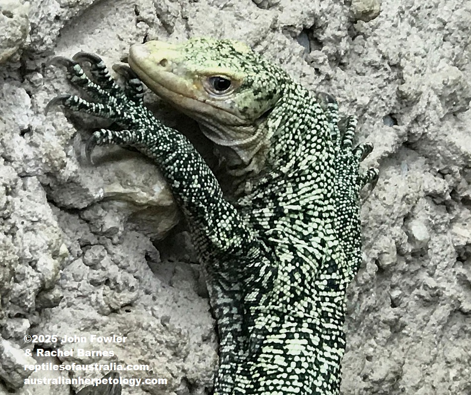 Captive Quince Monitor (Varanus melinus)