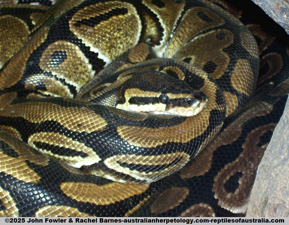 Ball Python or Royal Python (Python regius)