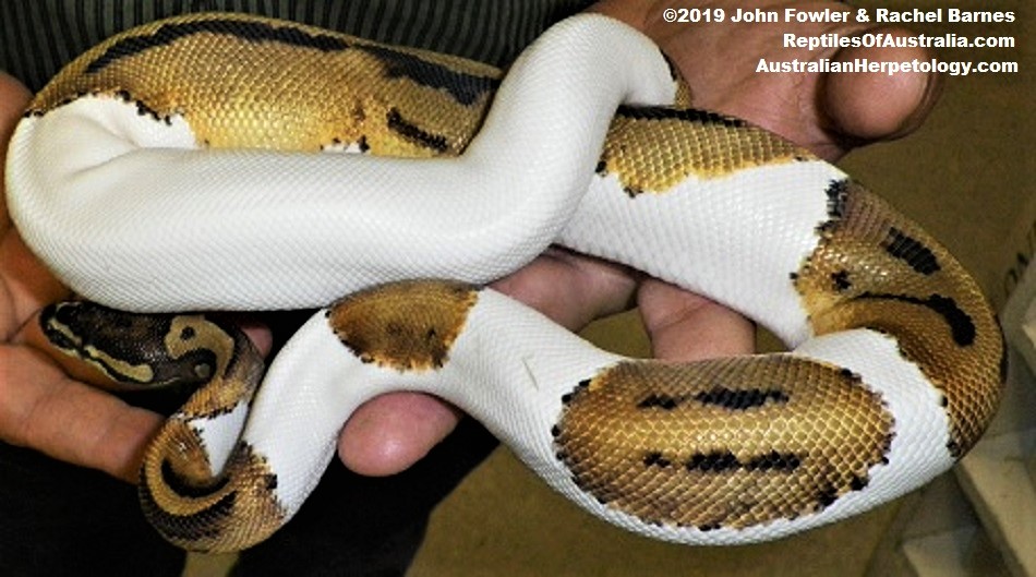 BALL PYTHON Python regius