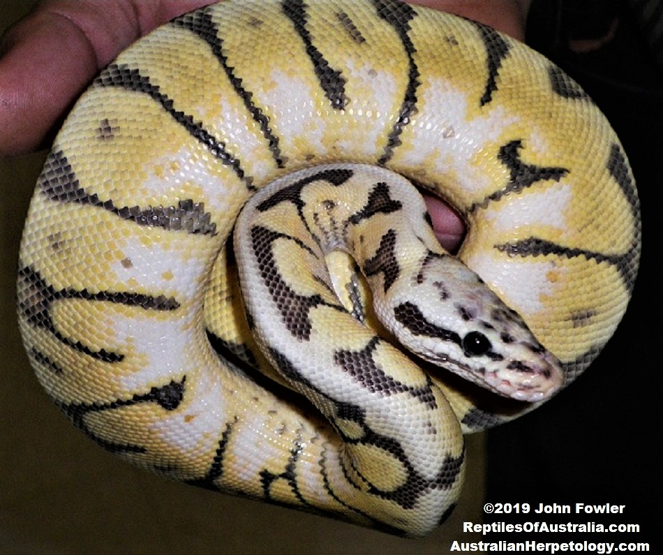 BALL PYTHON Python regius