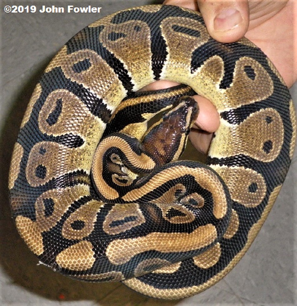 Ball python - Wikipedia
