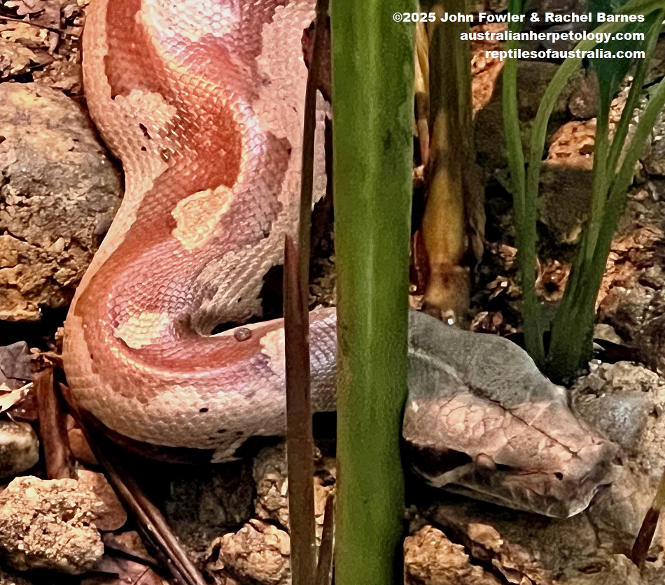 Malaysian Blood Python (Python curtis) photographed at the National Zoo of Malaysia (Zoo Negara)