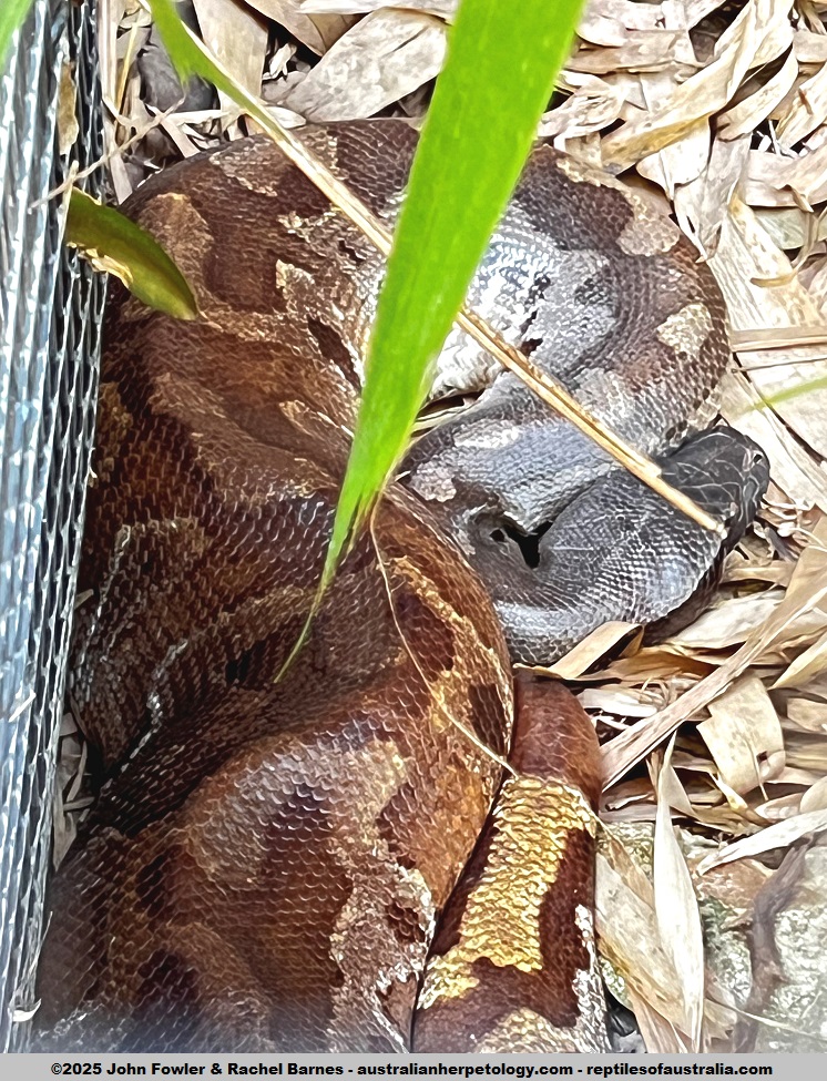 Red Blood Python or Malaysian Blood Python (Python brongersmai) on display at Crocodylus Park, Darwin, NT