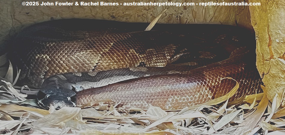 Red Blood Python or Malaysian Blood Python (Python brongersmai) on display at Crocodylus Park, Darwin, NT
