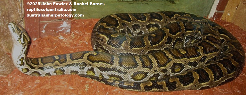 BURMESE ROCK PYTHONS Python bivittatus