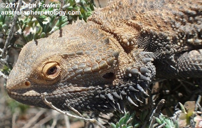 This Inland Bearded Dragon (Pogona vitticeps) was photographed basking on this bush on the side of a dirt road at Burra, South Australia