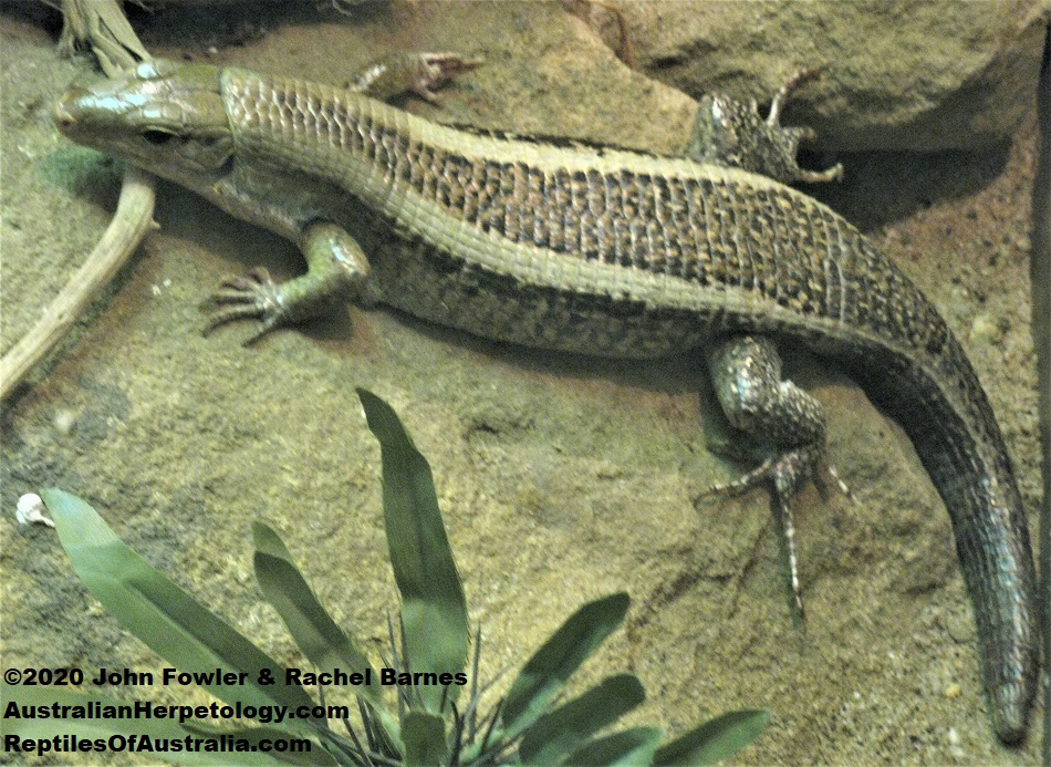 Western Girdled Lizard (Zonosaurus laticaudatus)