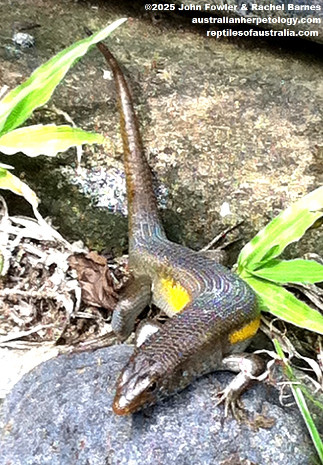 Sun Skink (Eutropis multifasciata) photographed in Bali
