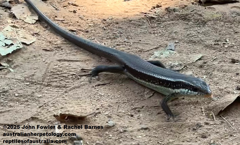 Spotted Forest Skink (Sphenomorphus maculatus) photographed at Ta Prohm, Cambodia