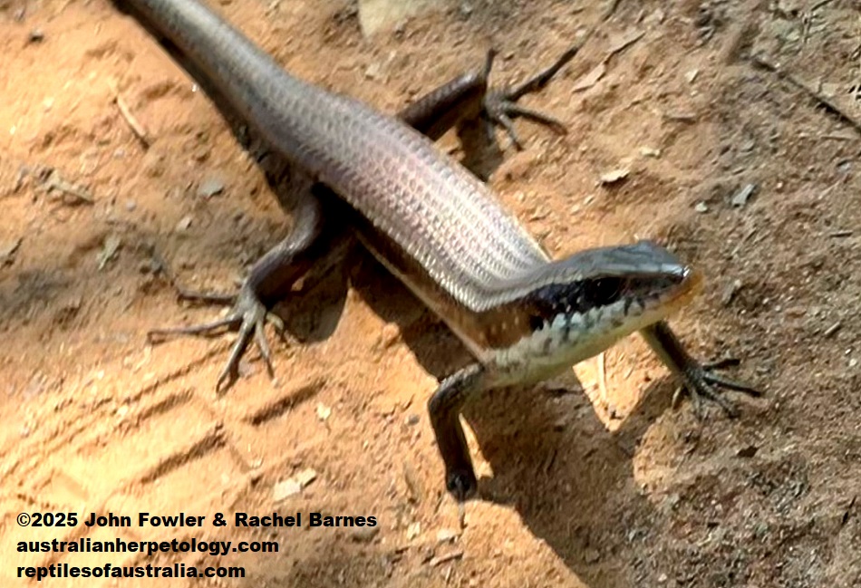 Spotted Forest Skink (Eutropis longicaudata) photographed at Ta Prohm, Cambodia