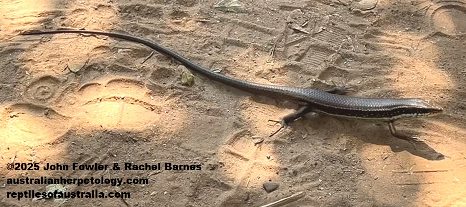 Spotted Forest Skink (Sphenomorphus maculatus) photographed at Ta Prohm, Cambodia