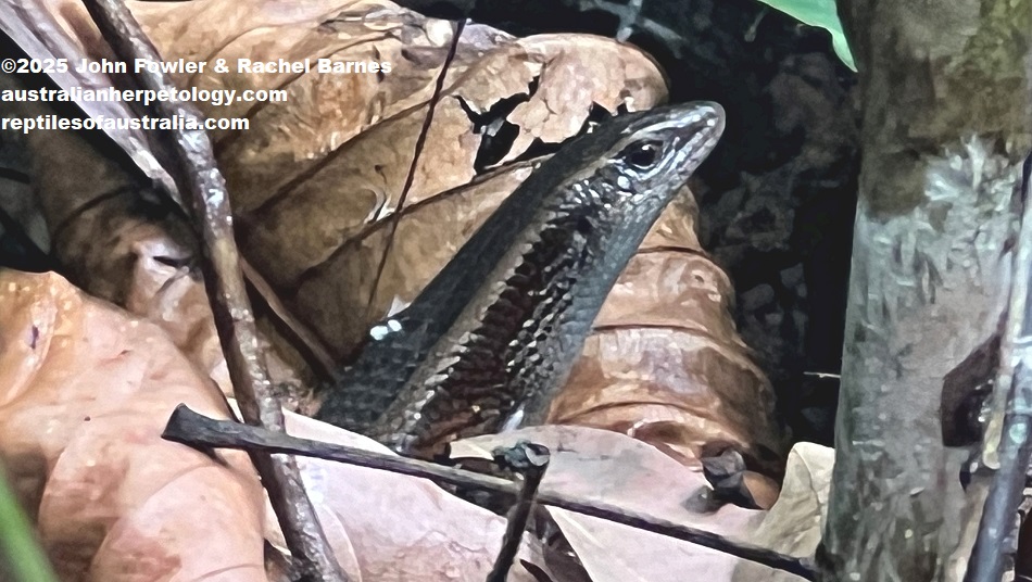 Sun Skink (Eutropis multifasciata) photographed in Singapore