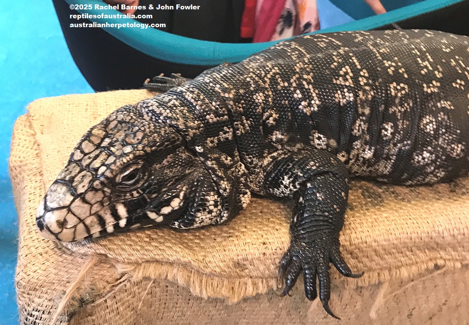 Argentine Black and White Tegu
