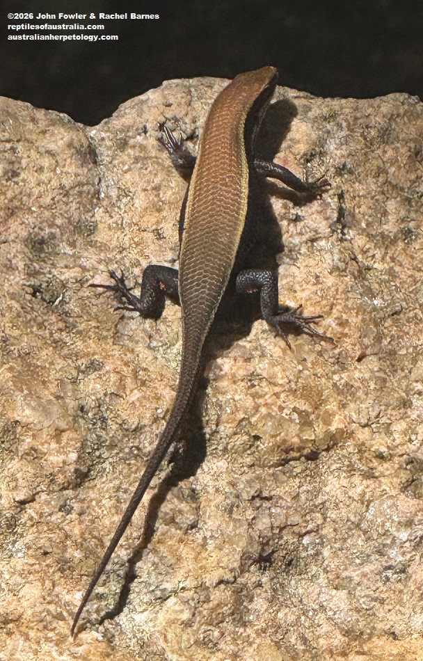 Greer's Mabuya (Eutropis greeri) photographed at Ritigala Strict Nature Reserve, Sri Lanka