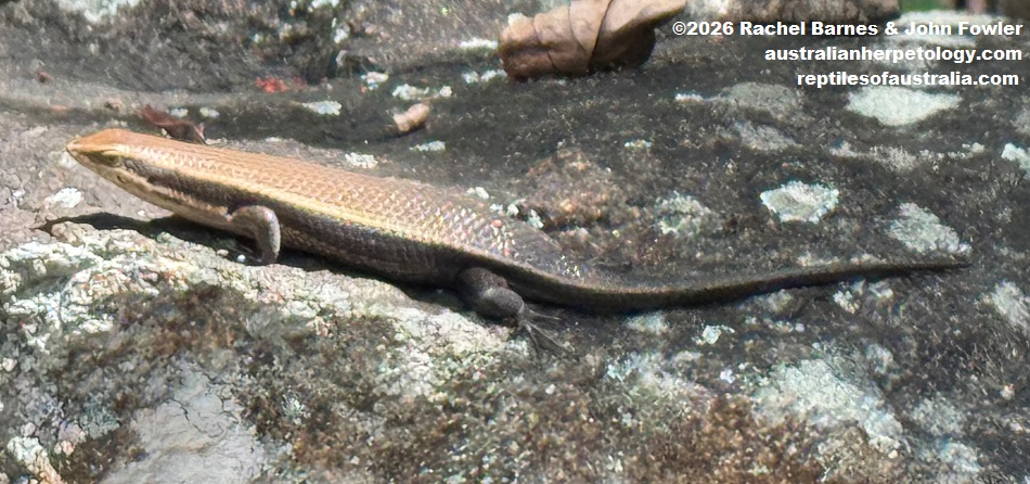Greer's Mabuya (Eutropis greeri) photographed at Ritigala Strict Nature Reserve, Sri Lanka