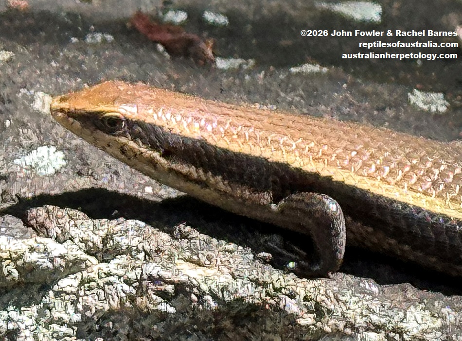 Greer's Mabuya (Eutropis greeri) photographed at Ritigala Strict Nature Reserve, Sri Lanka