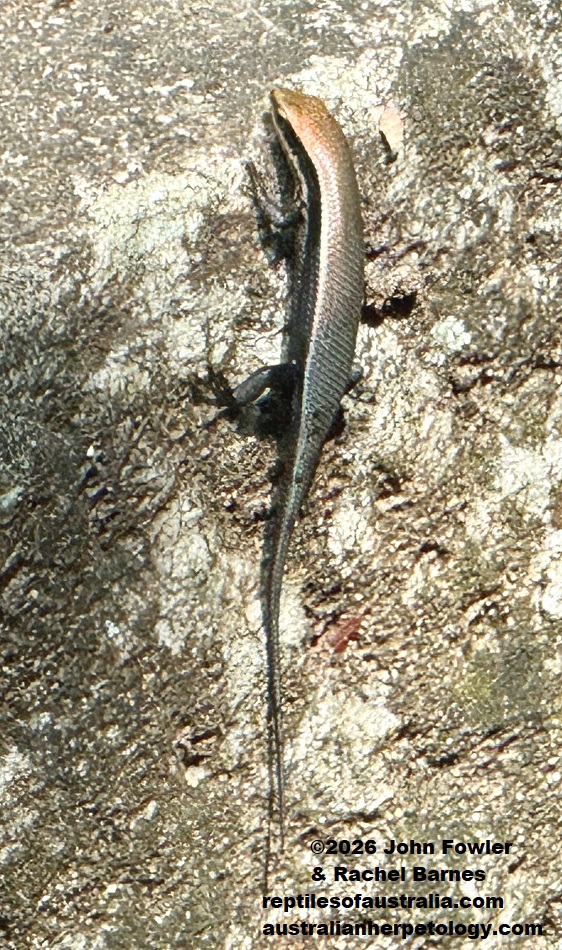 Juvenile Greer's Mabuya (Eutropis greeri) photographed at Ritigala Strict Nature Reserve, Sri Lanka