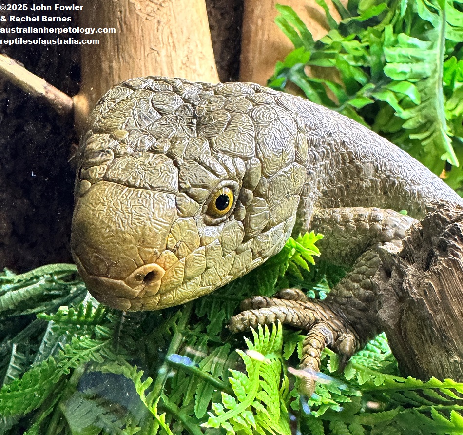Solomon Islands Skink (Corucia zebrata) photographed at Vivarium de Meyrin, Geneva, Switzerland