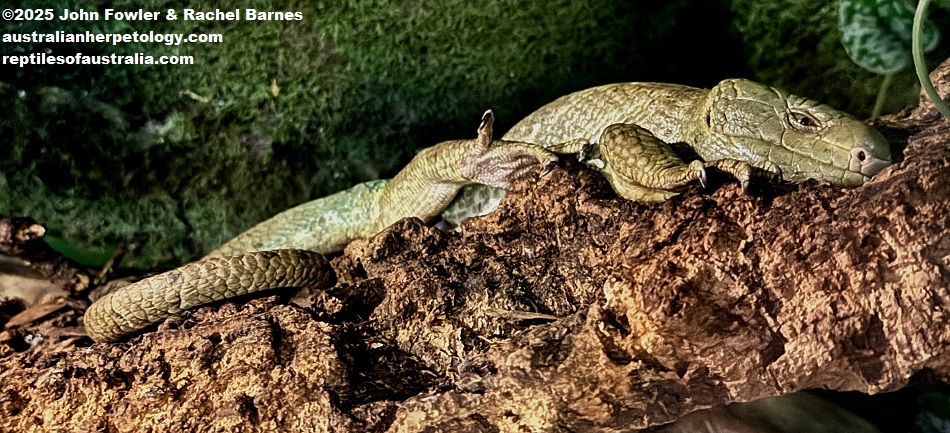 Solomon Islands Skink (Corucia zebrata) photographed at Vivarium de Meyrin, Geneva, Switzerland