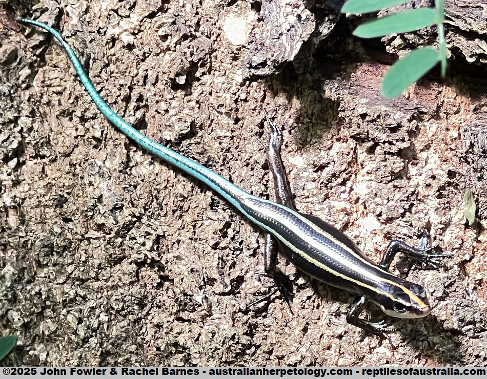 Black-bordered Emo Skink (Emoia nigromarginata) photographed Efate Island Vanuatu