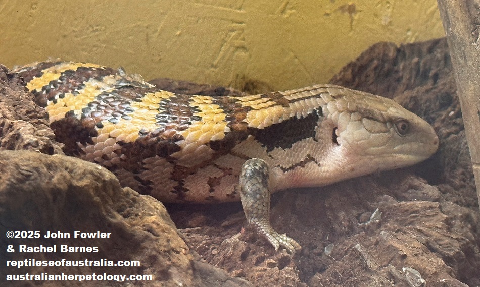 Indonesian Blue Tongue Skink (Tiliqua gigas) photographed at the Kerdanet Terrarium, Brittany, France