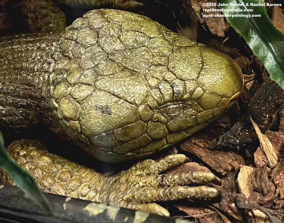 Solomon Islands Skink (Corucia zebrata) photographed at Vivarium de Meyrin, Geneva, Switzerland