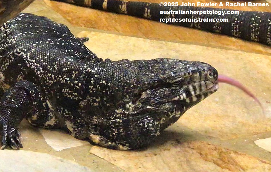 Argentine Black and White Tegu (Salvator merianae) photographed at Alligator Bay, France
