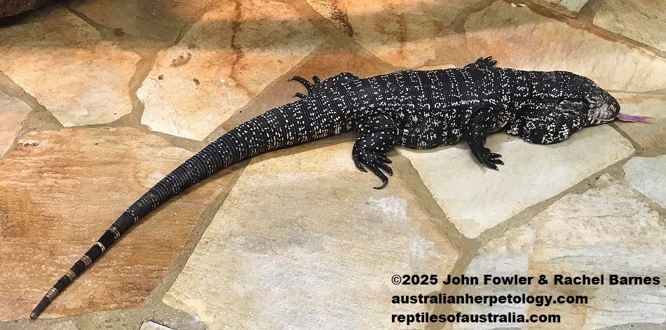 Argentine Black and White Tegu (Salvator merianae) photographed at Alligator Bay, France