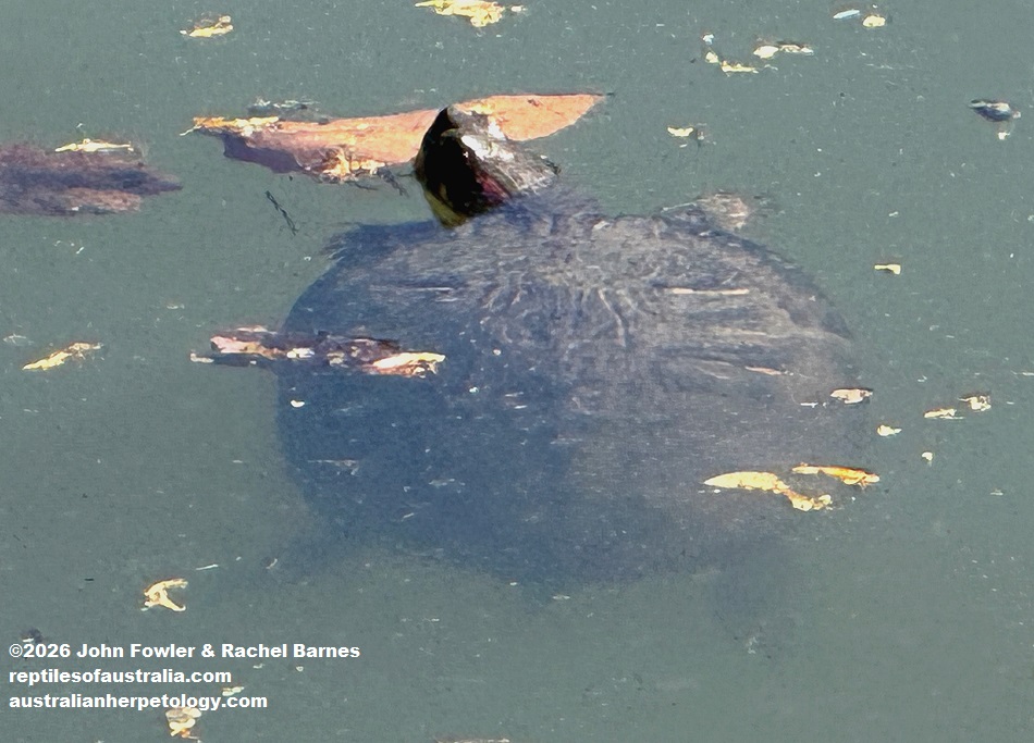 Sri Lanka Black Turtle (Melanochelys trijuga thermalis), Kandy Lake, Kandy, Sri Lanka