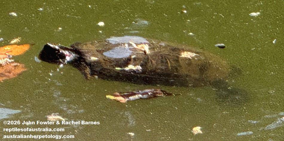 Sri Lanka Black Turtle (Melanochelys trijuga thermalis), Kandy Lake, Kandy, Sri Lanka