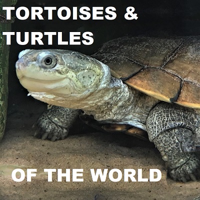 Turtles Tortoises Terrapins of the World