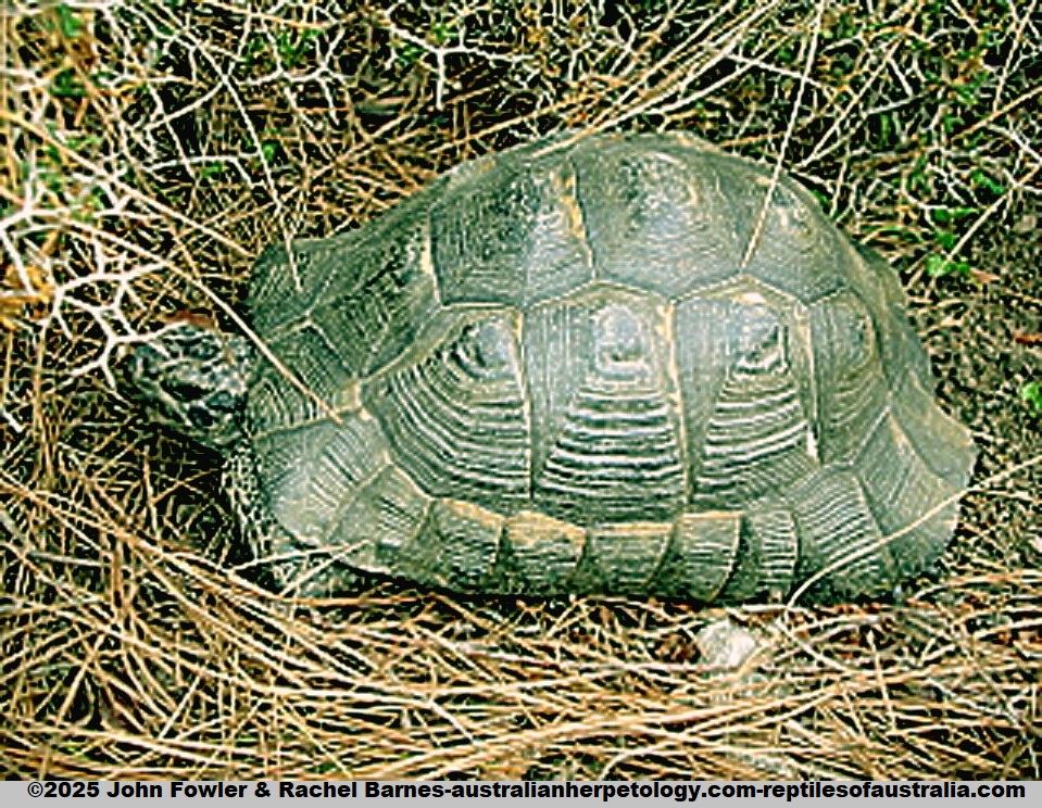 Mediterranean Spur-thighed Tortoise or Greek Tortoise