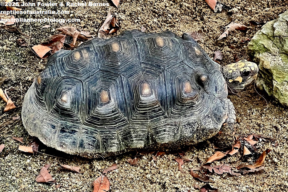 Red-footed Tortoise (Chelonoidis carbonarius)photographed at the National Zoo of Malaysia (Zoo Negara)
