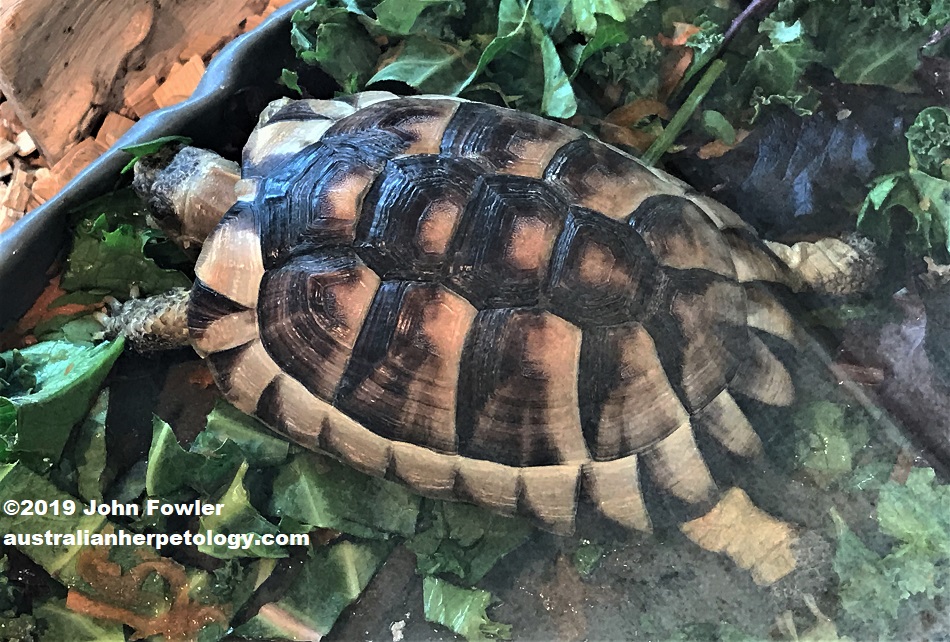 Marginated Tortoise Testudo marginata