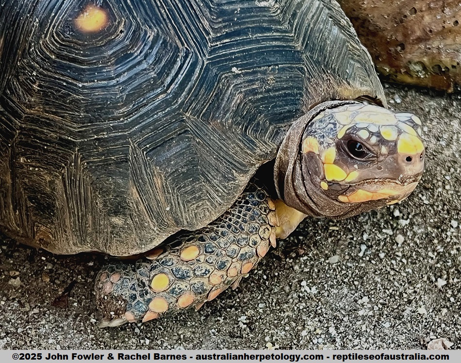 Red-footed Tortoise (Chelonoidis carbonarius) photographed at the Penang Bird Park, Malaysia