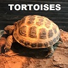 Tortoises of the would menu button