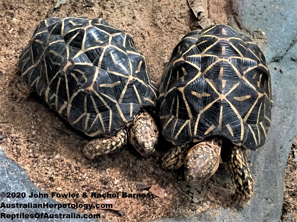 Indian Star Tortoises Geochelone elegans at Australia Zoo