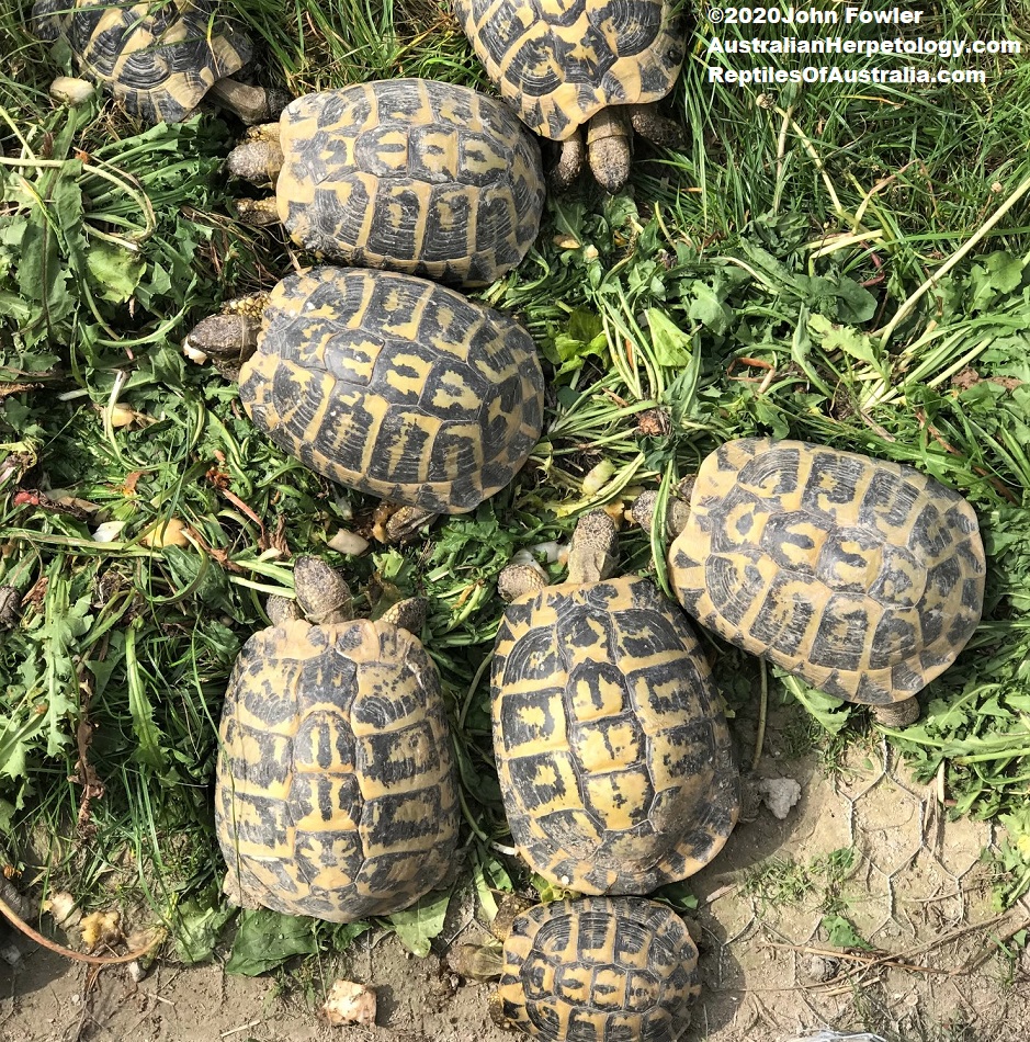 Hermann's tortoises (Testudo hermanni) photographed at Alligator Bay, France