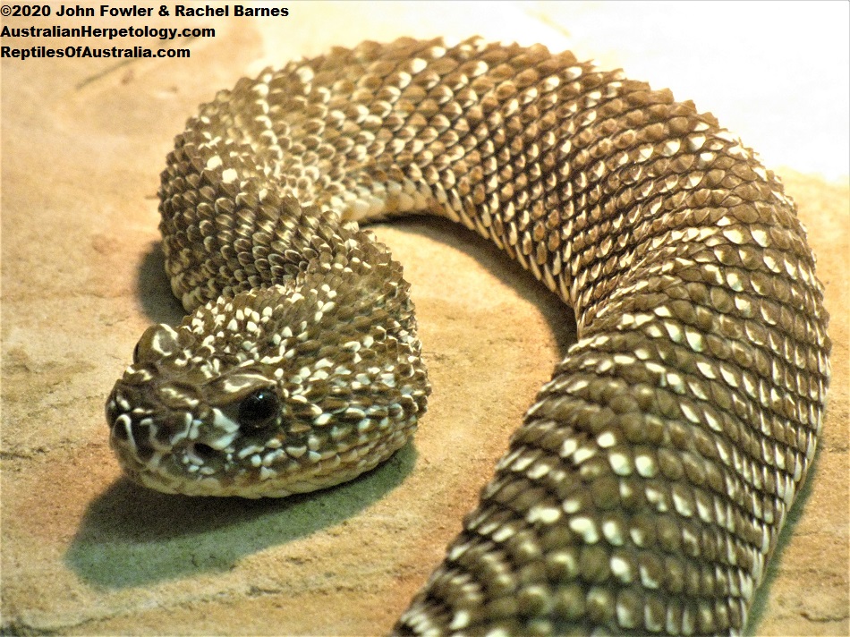 Uracoan Rattlesnake (Crotalus vegrandis)