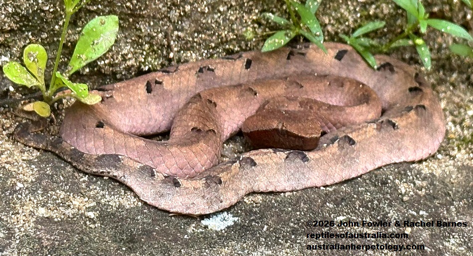 Sri Lankan Hump-nosed Viper (Hypnale nepa) photographed in Sri Lanks