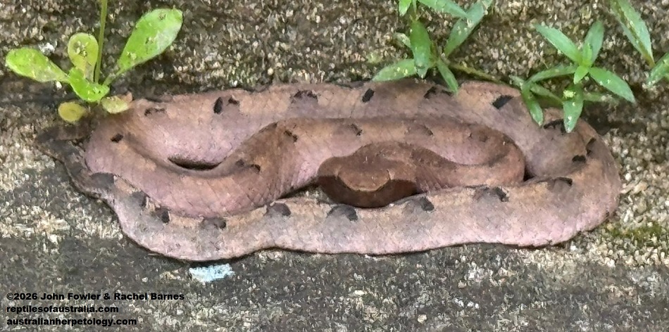 Sri Lankan Hump-nosed Viper (Hypnale nepa) photographed in Sri Lanks